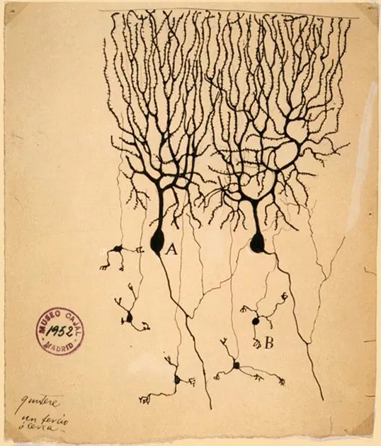 Desenho de Cajal de células do cerebelo de pombo, com os ramos dos dendritos